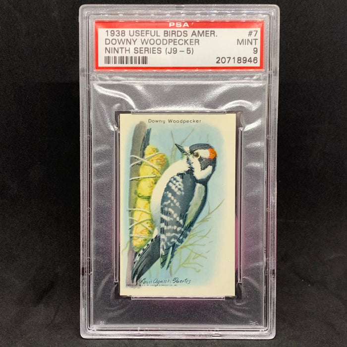 Useful Birds of America - 1938 - 07 - Downy Woodpecker - PSA 9 Vintage Trading Card Singles Impel
